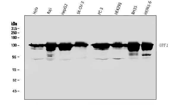 UPF1 Antibody in Western Blot (WB)