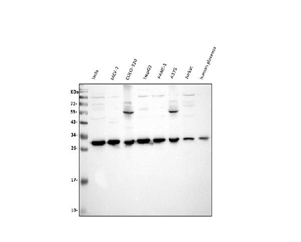 VAPB Antibody in Western Blot (WB)