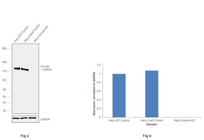 Vinculin Antibody