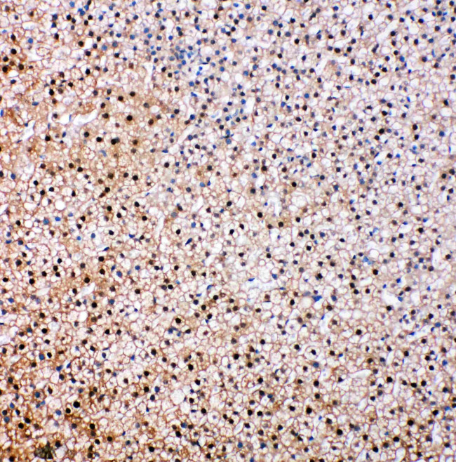 VCP Antibody in Immunohistochemistry (Paraffin) (IHC (P))