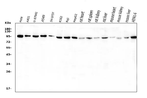 VCP Antibody in Western Blot (WB)