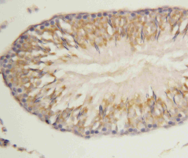 MORG1 Antibody in Immunohistochemistry (Paraffin) (IHC (P))