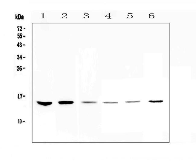 WFDC2 Antibody in Western Blot (WB)