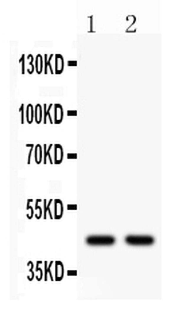 WNT3 Antibody in Western Blot (WB)