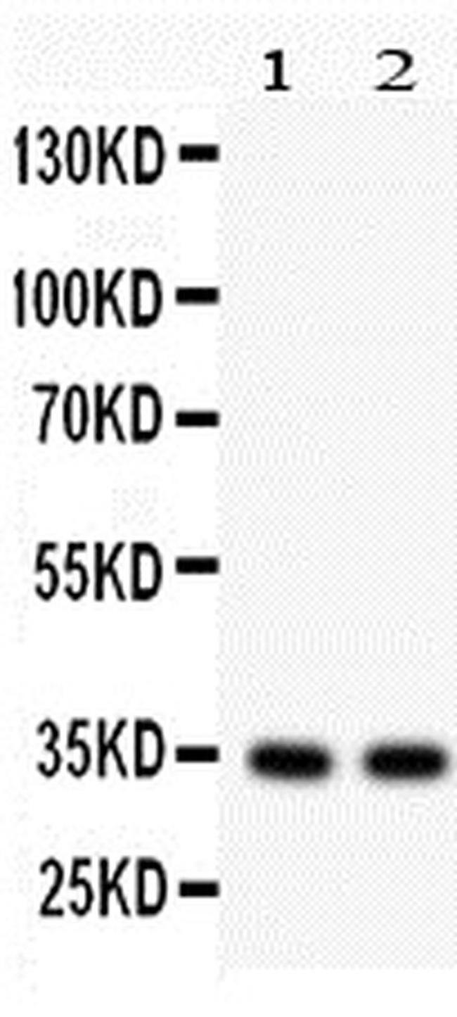 XAF1 Antibody in Western Blot (WB)