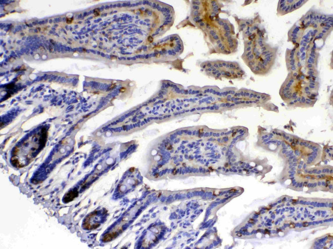 XDH Antibody in Immunohistochemistry (Paraffin) (IHC (P))