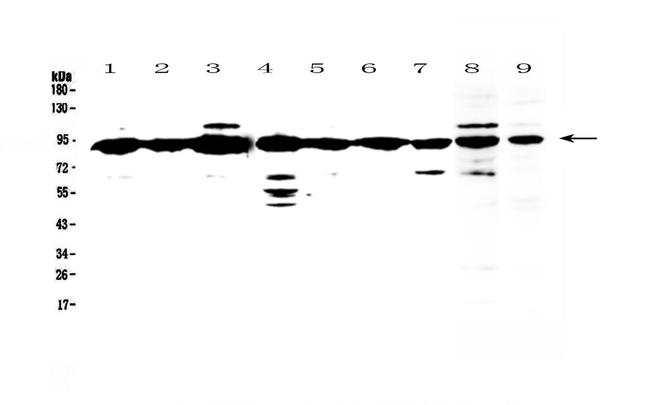 XRCC1 Antibody in Western Blot (WB)