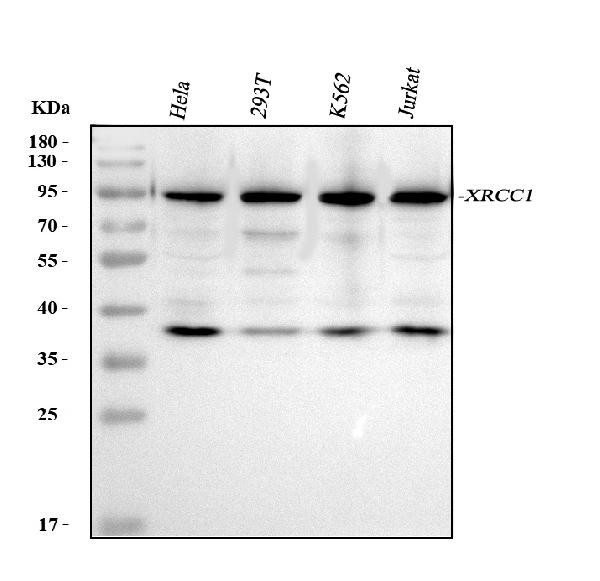 XRCC1 Antibody in Western Blot (WB)