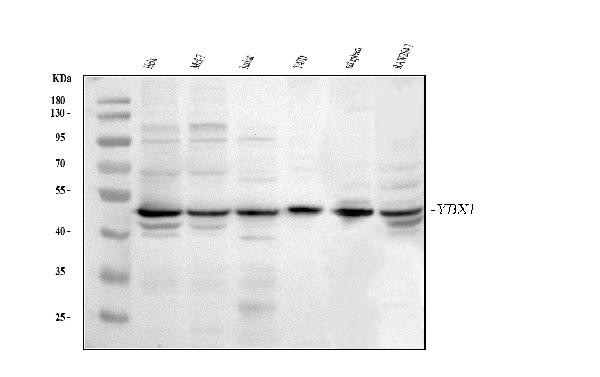 YBX1 Antibody in Western Blot (WB)