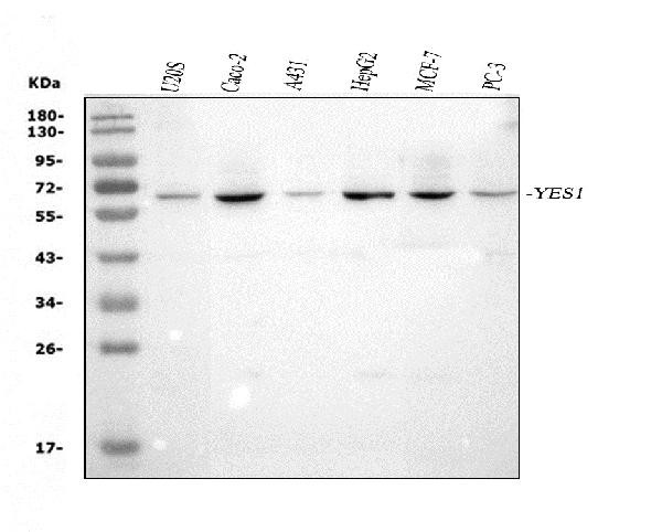 YES1 Antibody in Western Blot (WB)