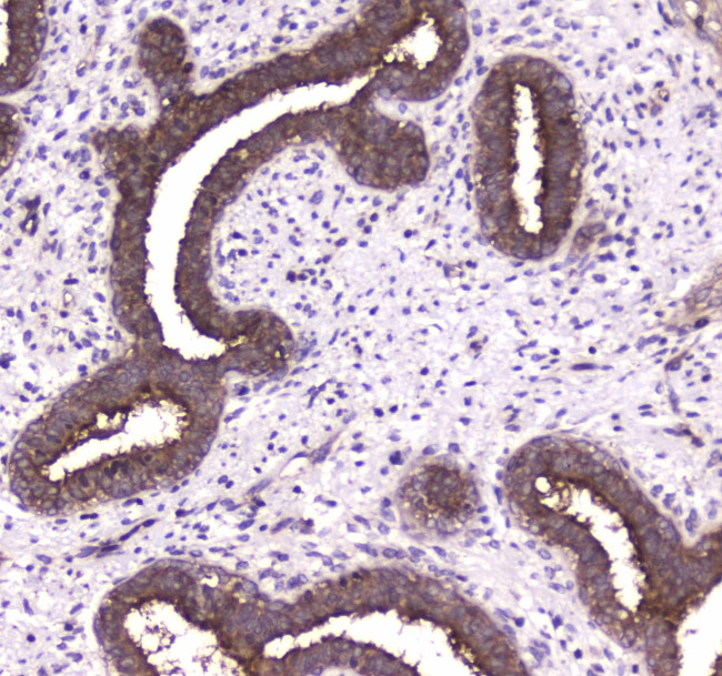 14-3-3 zeta Antibody in Immunohistochemistry (Paraffin) (IHC (P))