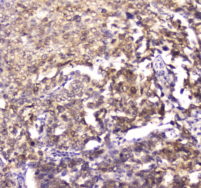 14-3-3 zeta Antibody in Immunohistochemistry (Paraffin) (IHC (P))