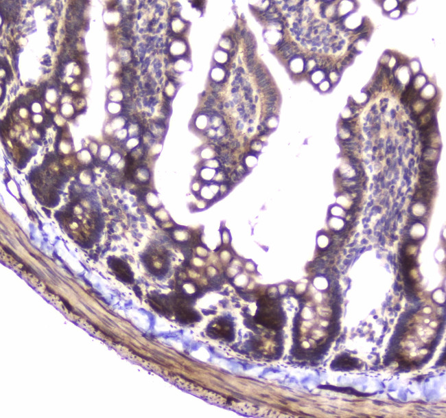 14-3-3 zeta Antibody in Immunohistochemistry (Paraffin) (IHC (P))