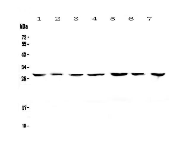 14-3-3 zeta Antibody in Western Blot (WB)