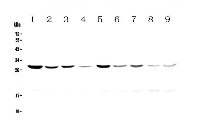 14-3-3 zeta Antibody in Western Blot (WB)