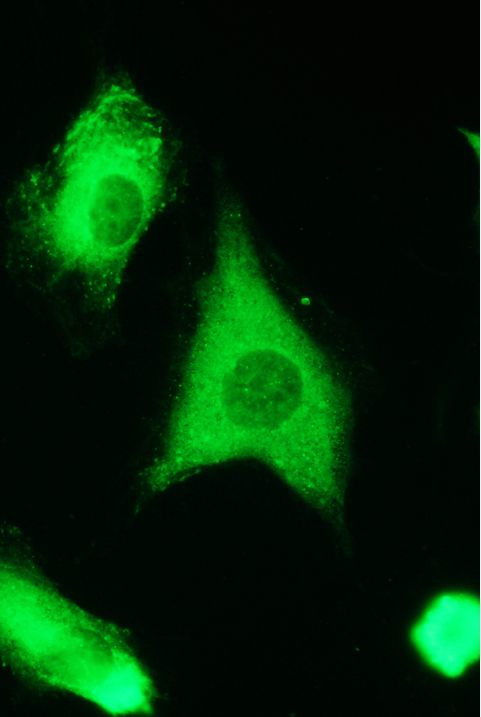 14-3-3 zeta Antibody in Immunocytochemistry (ICC/IF)