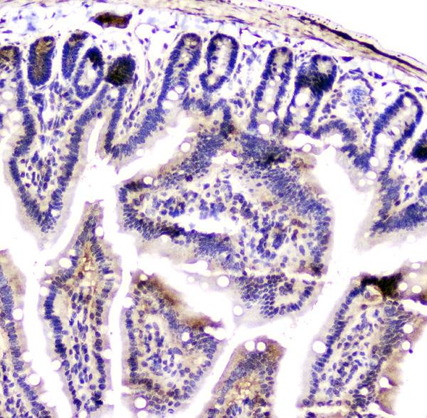 14-3-3 zeta Antibody in Immunohistochemistry (Paraffin) (IHC (P))