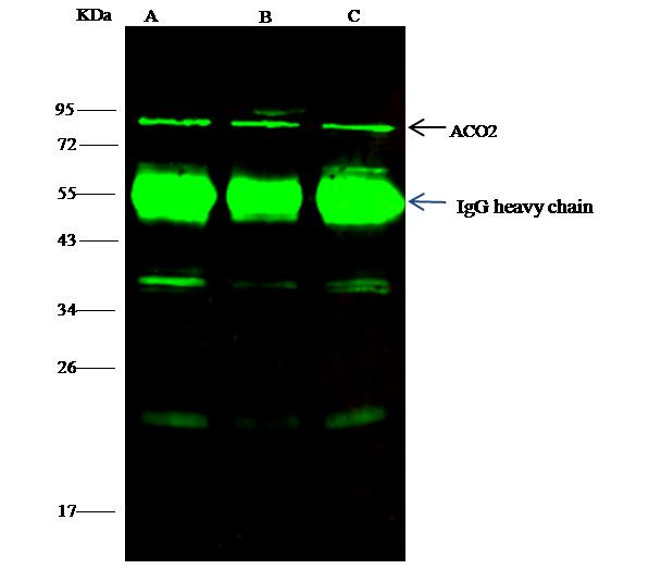 Aconitase 2 Antibody in Immunoprecipitation (IP)