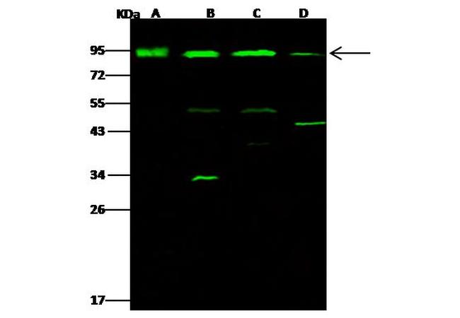 Aconitase 2 Antibody in Western Blot (WB)