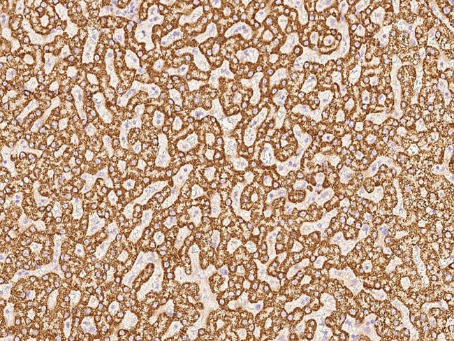 THEM2 Antibody in Immunohistochemistry (Paraffin) (IHC (P))