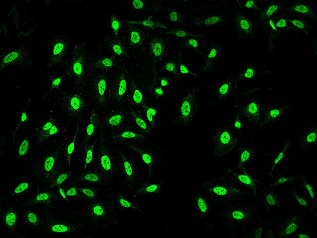 BAF53A Antibody in Immunocytochemistry (ICC/IF)