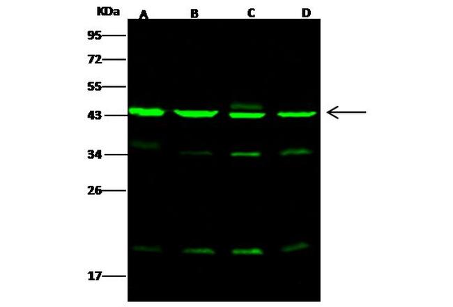 Arp3 Antibody in Western Blot (WB)