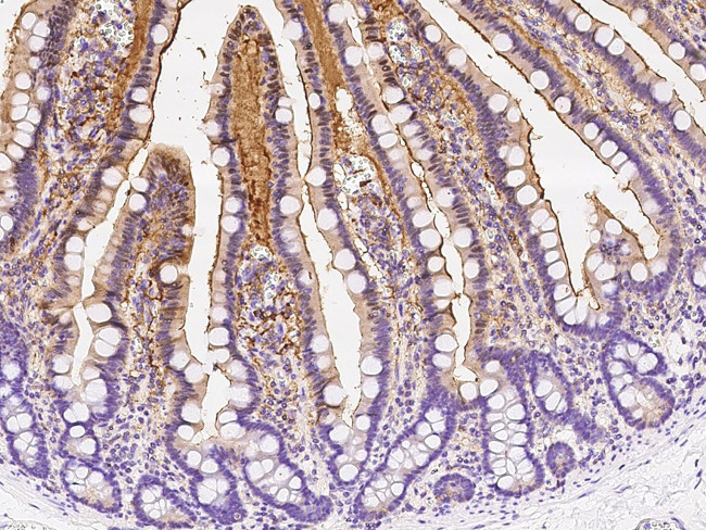 Adenosine Deaminase Antibody in Immunohistochemistry (Paraffin) (IHC (P))