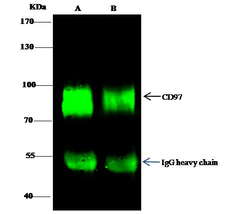 CD97 Antibody in Immunoprecipitation (IP)