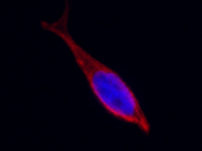 CD97 Antibody in Immunocytochemistry (ICC/IF)