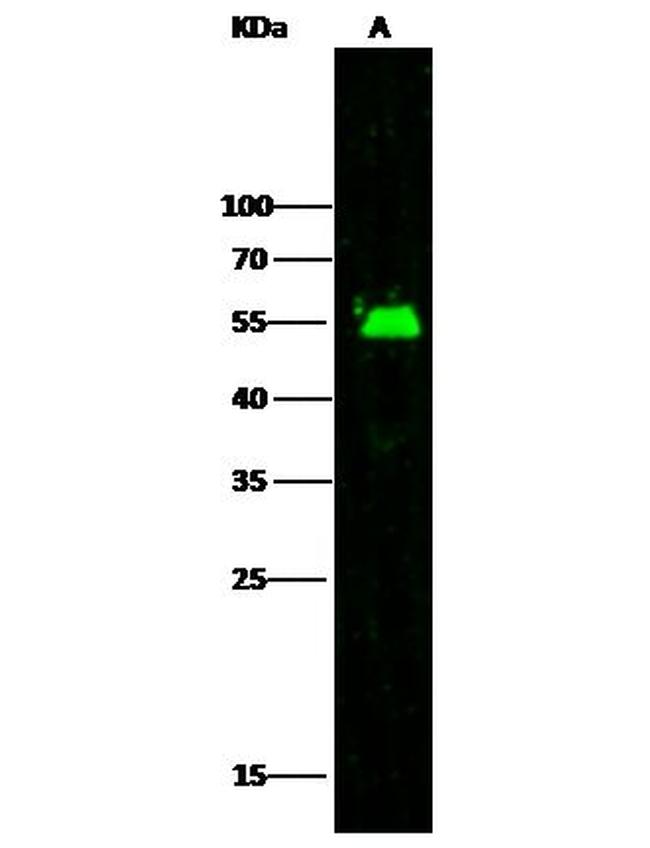 ADSL Antibody in Western Blot (WB)