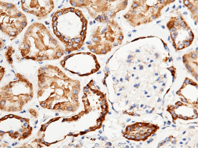 Adenylate Kinase 2 Antibody in Immunohistochemistry (Paraffin) (IHC (P))