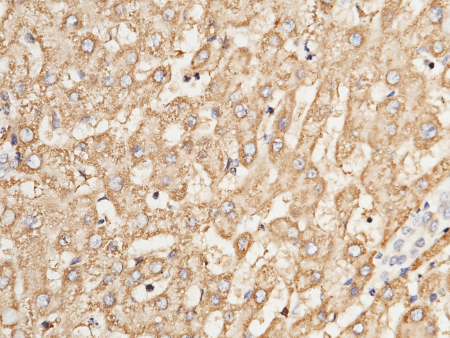 Adenylate Kinase 2 Antibody in Immunohistochemistry (Paraffin) (IHC (P))