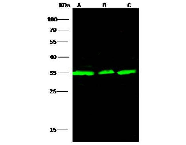 Annexin V Antibody in Western Blot (WB)