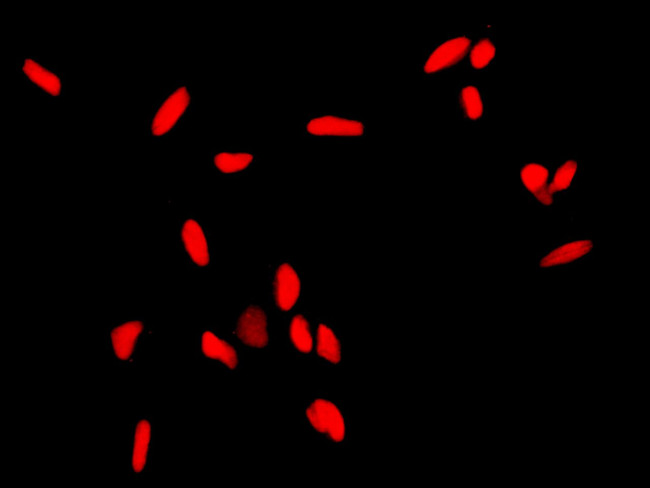 APE1 Antibody in Immunocytochemistry (ICC/IF)