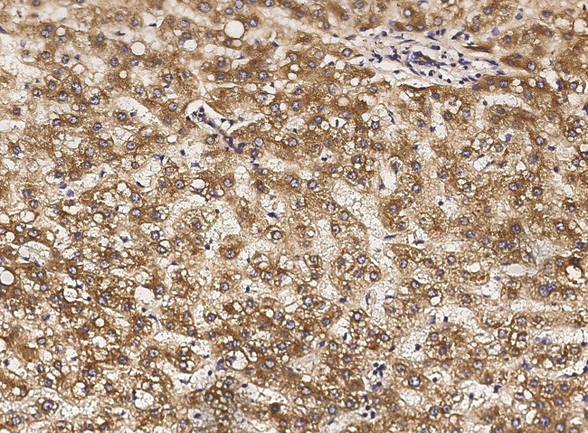 ApoA1 Antibody in Immunohistochemistry (Paraffin) (IHC (P))