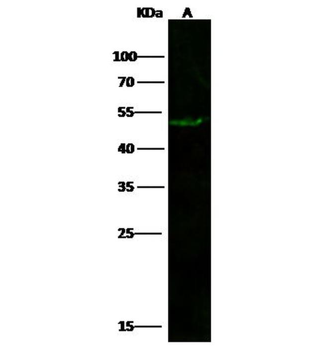 ATG12 Antibody in Western Blot (WB)