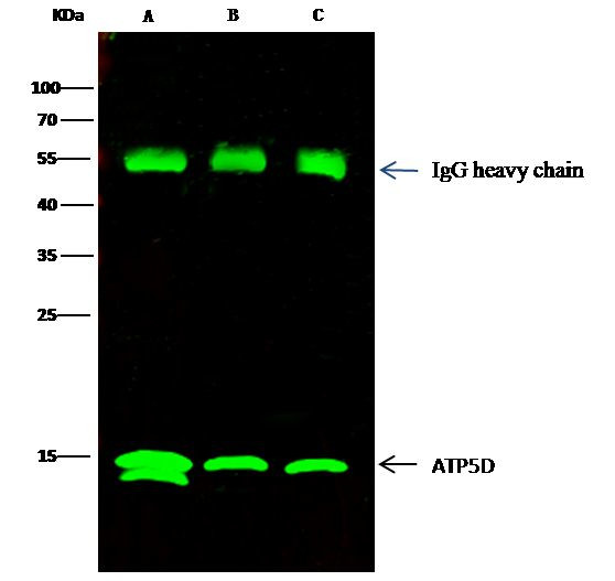 ATP5D Antibody in Immunoprecipitation (IP)