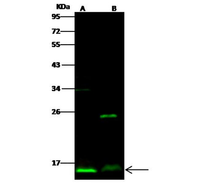 ATPIF1 Antibody in Western Blot (WB)