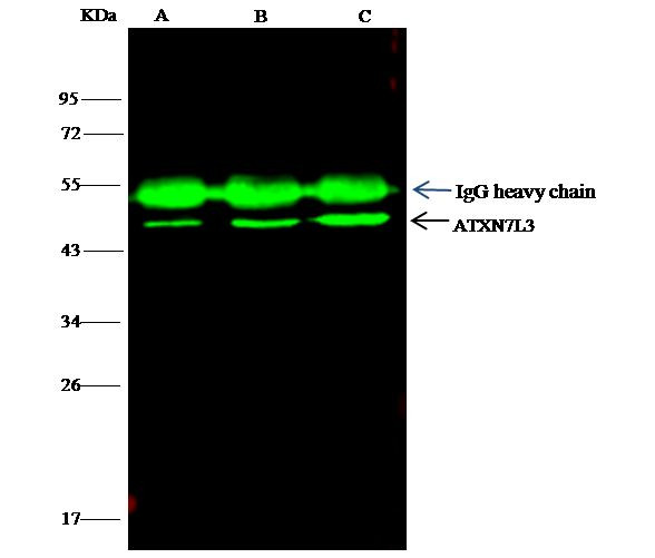 ATXN7L3 Antibody in Immunoprecipitation (IP)