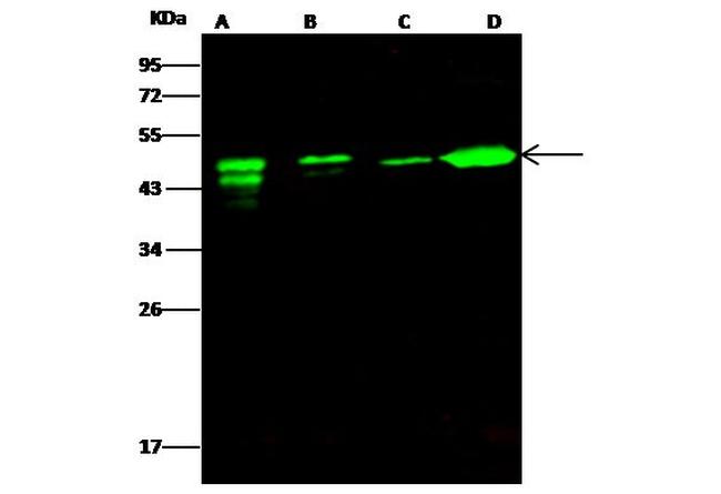 ATXN7L3 Antibody in Western Blot (WB)