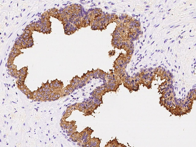 AZGP1 Antibody in Immunohistochemistry (Paraffin) (IHC (P))