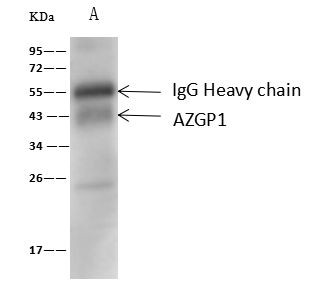 AZGP1 Antibody in Immunoprecipitation (IP)