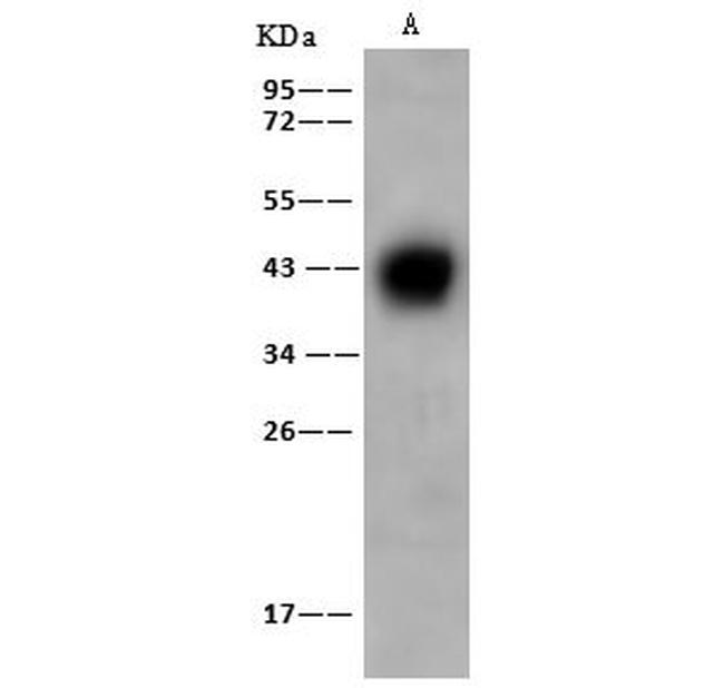 AZGP1 Antibody in Western Blot (WB)