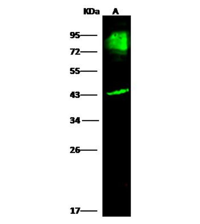 BCAM Antibody in Western Blot (WB)