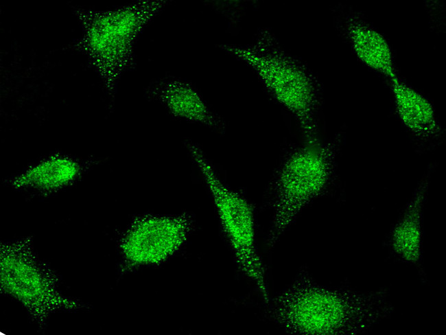 BIK Antibody in Immunocytochemistry (ICC/IF)