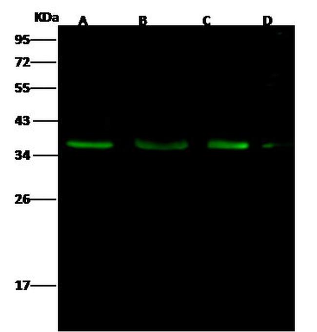 BIK Antibody in Western Blot (WB)