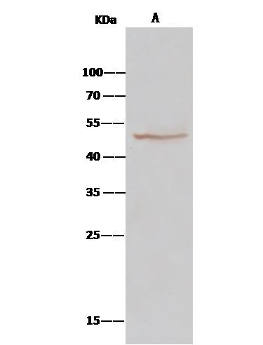 BLMH Antibody in Immunoprecipitation (IP)