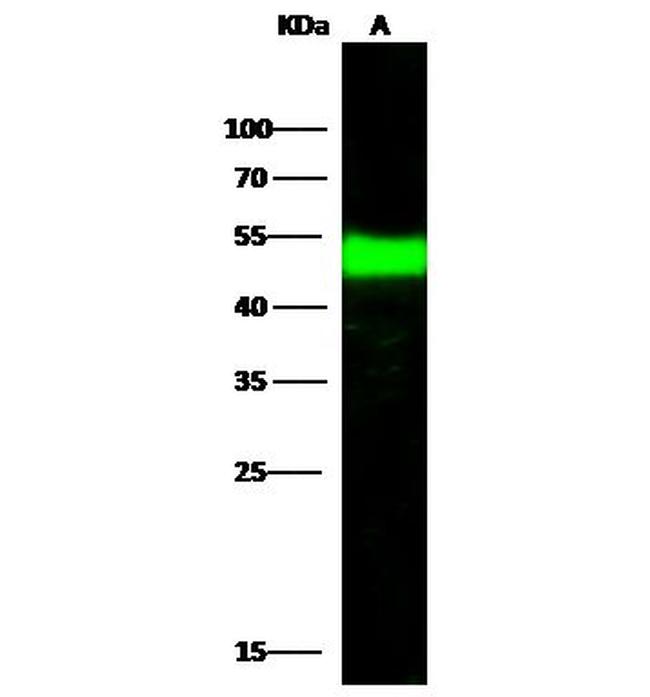 BLMH Antibody in Western Blot (WB)