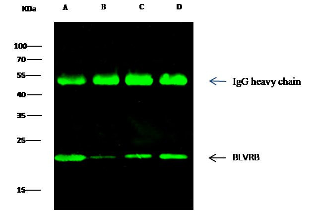 Flavin reductase Antibody in Immunoprecipitation (IP)