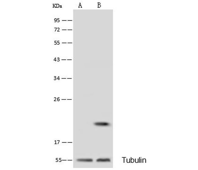 Flavin reductase Antibody in Western Blot (WB)